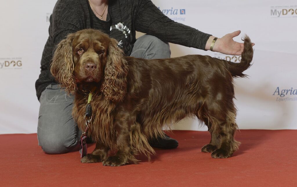 small cocker spaniel
