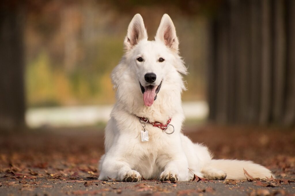 Largest sales white dog