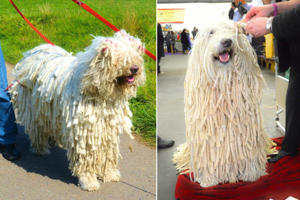 Big white long haired dog outlet breeds