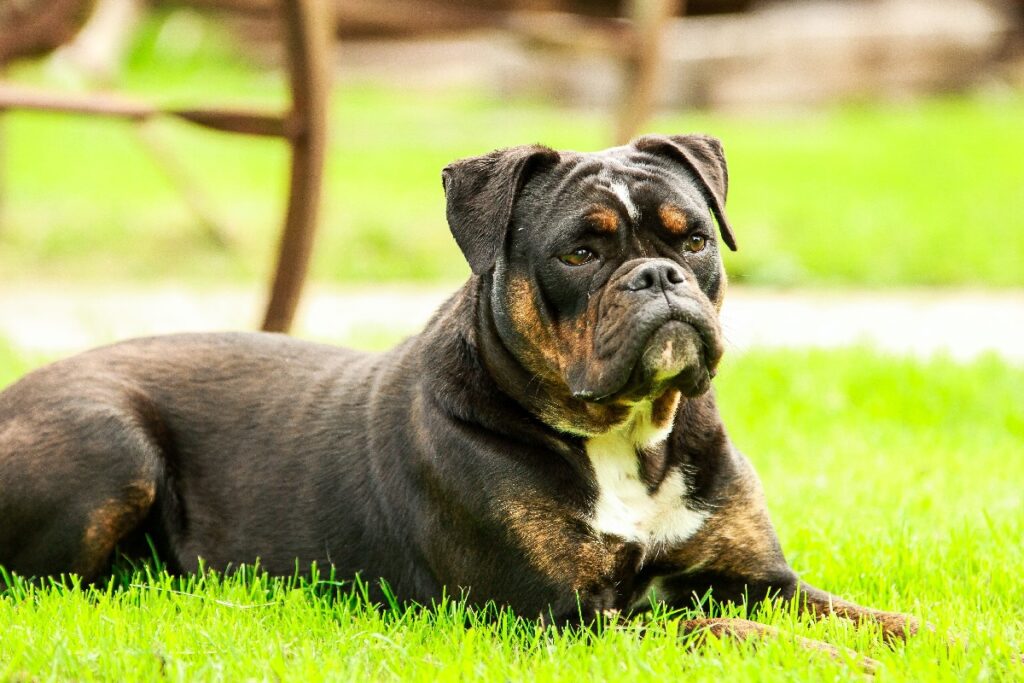 13 Popular Types of Bulldogs: English, American, Victorian and More