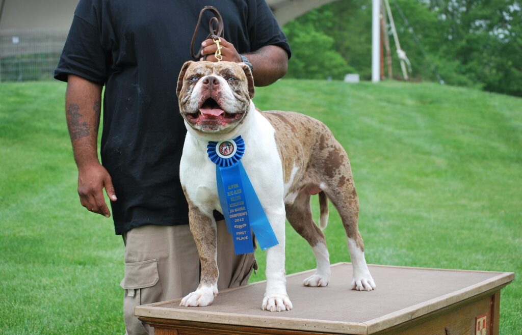 15 Different Types Of Bulldogs Exuding Loyalty & Cuteness!