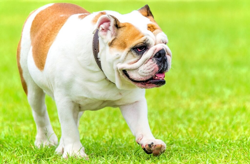 bulldog type
