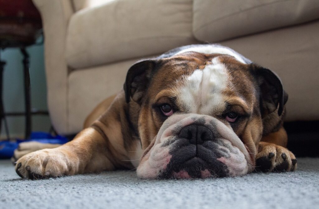 15 Different Types Of Bulldogs Exuding Loyalty & Cuteness!