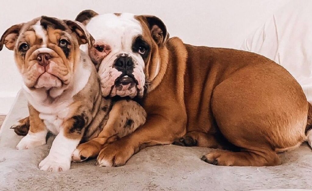 15 Different Types Of Bulldogs Exuding Loyalty & Cuteness!