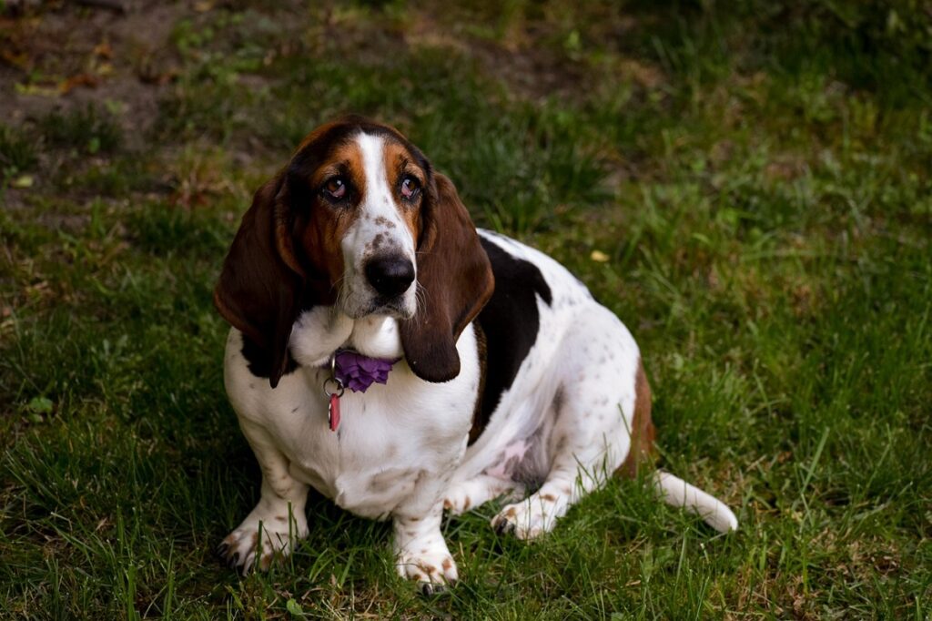 calm temperament dogs