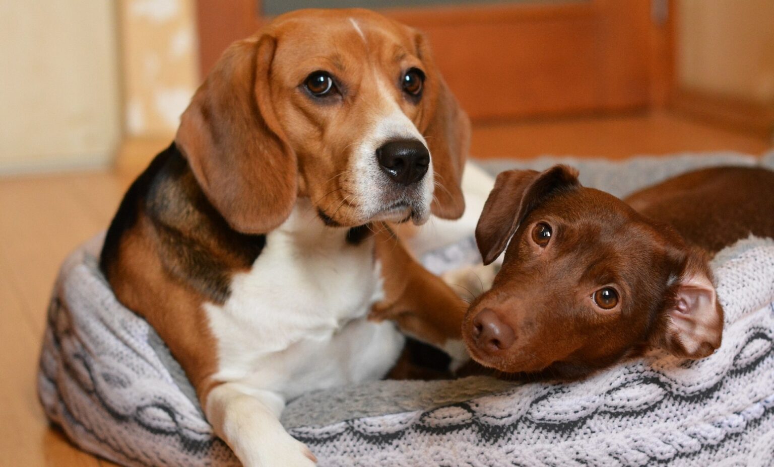 13 Calmest Dog Breeds That Are Perfect For A Peaceful Home