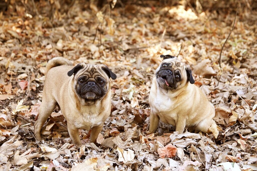 calmest dog breeds