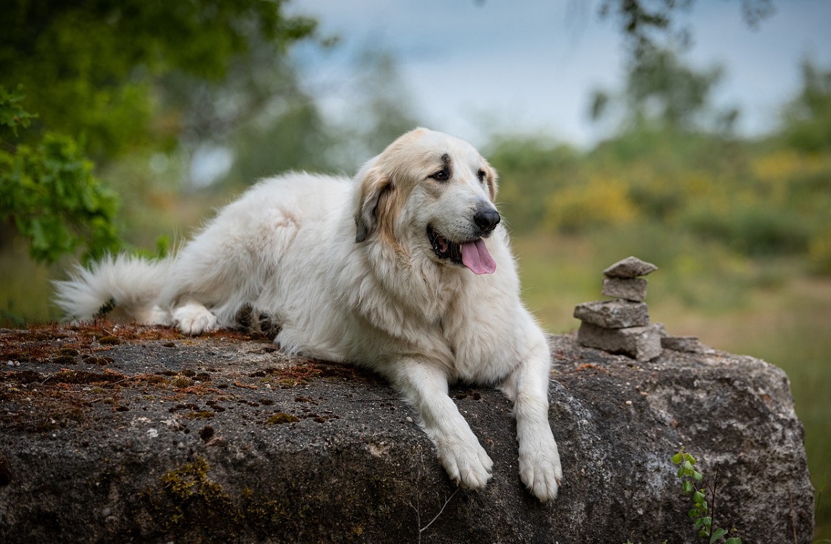 13 Calmest Dog Breeds That Are Perfect For A Peaceful Home