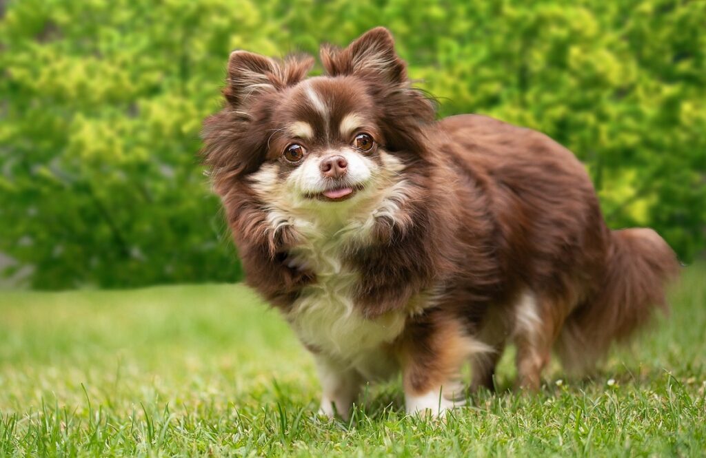 Tri colored long haired clearance chihuahua