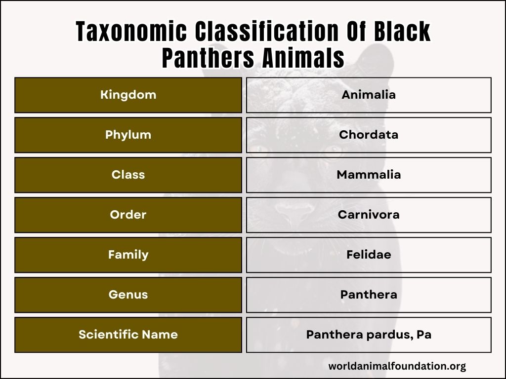 classification of black panther