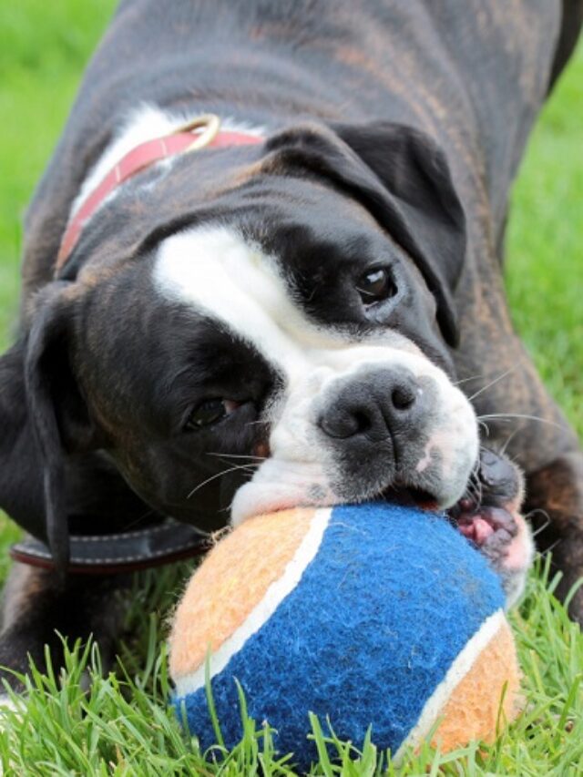 adopt-a-boxer-on-twitter-we-ve-been-busy-we-had-4-adoptions-this