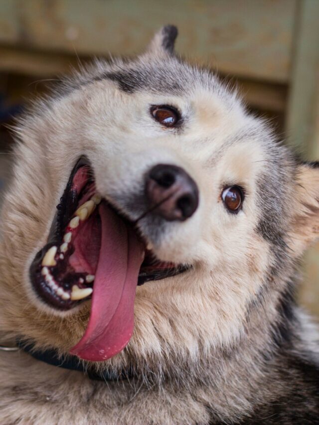 Husky Bite Force Understanding The Strength & Training Needs WAF