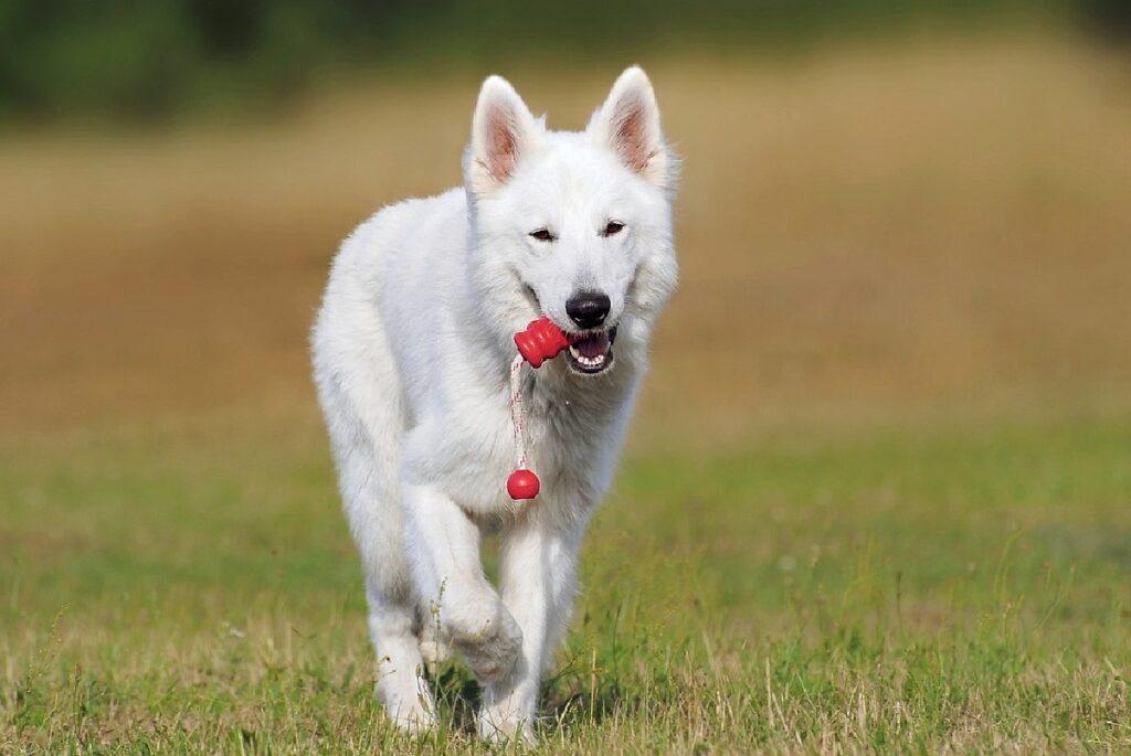 cute fluffy white dog