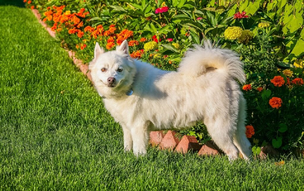 12 Small White Dog Breeds That Are Too Adorable To Miss!!