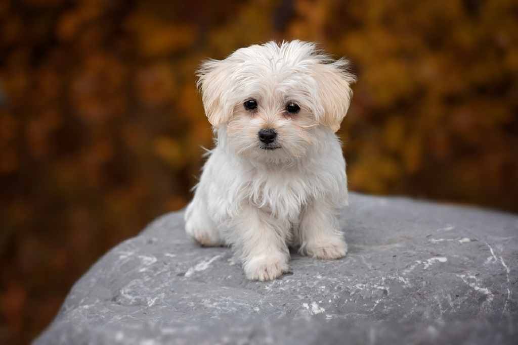 Small furry best sale white dog