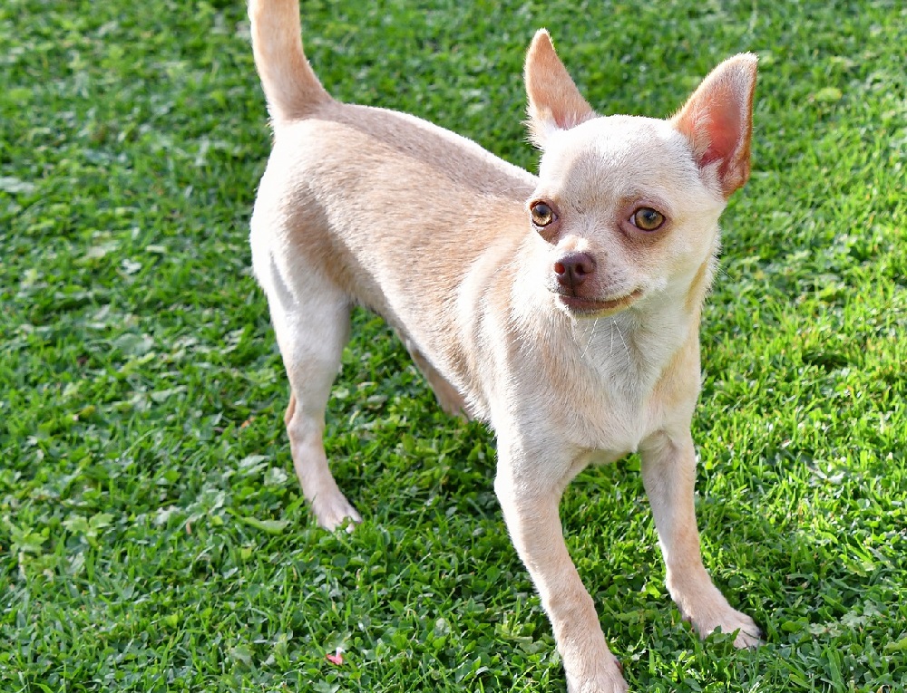 Apple head chihuahua sales short hair