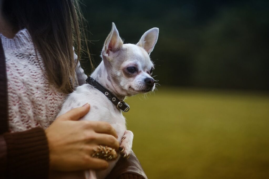 Deer head best sale chihuahua size