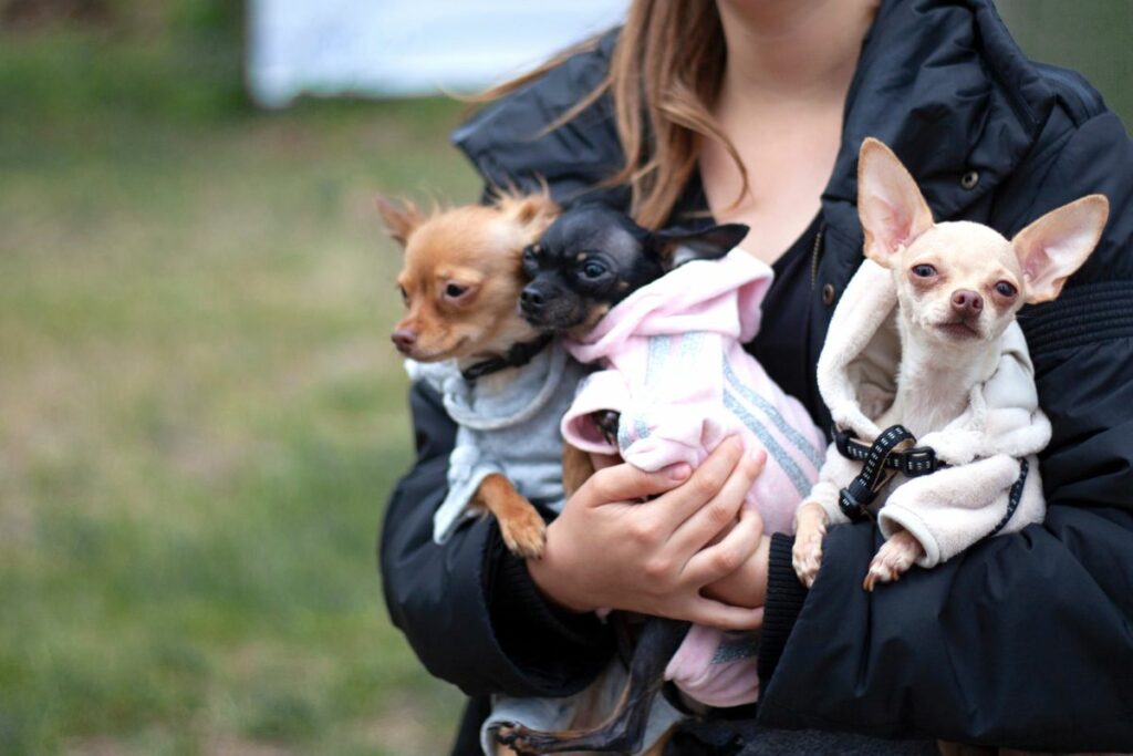 Different kind best sale of chihuahuas