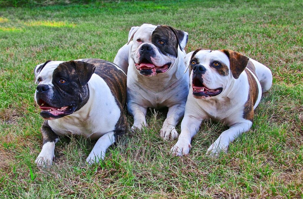 different types of bulldogs
