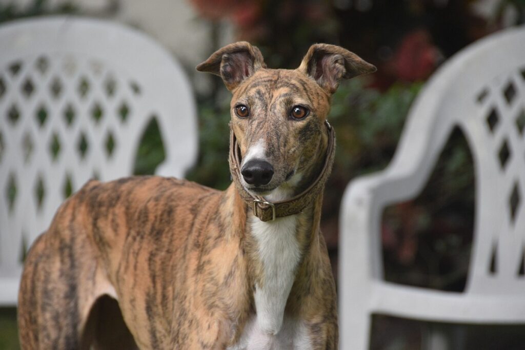 dog breeds in uk