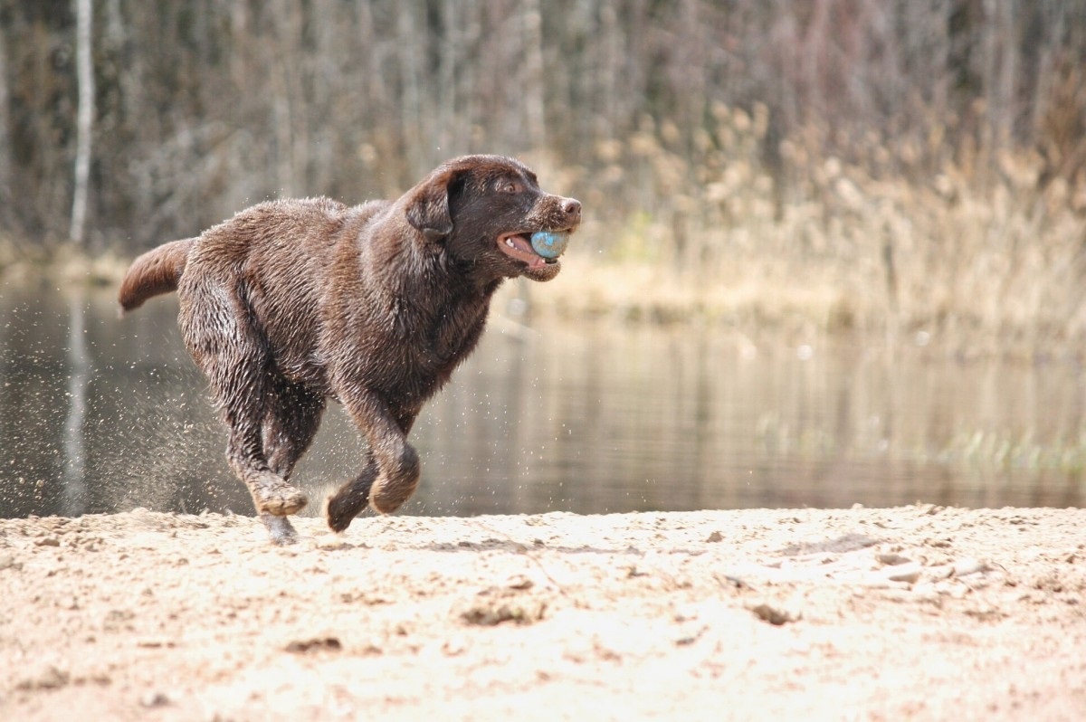 17 Water Dog Breeds That Are More Than Just Good Swimmers