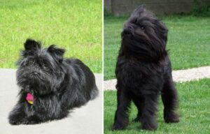 19 Longest Living Dog Breeds 19 Longest Living Dog Breeds