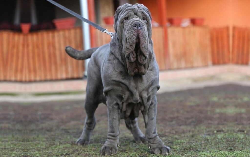 Grey best sale wrinkly dog