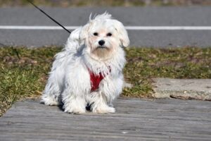 19 Longest Living Dog Breeds 19 Longest Living Dog Breeds