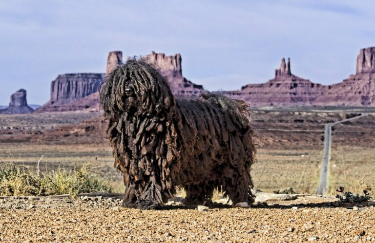 Long Hair Ridgeback 19 Long-Haired Dog Breeds - Charm Of Dogs With Long Hair