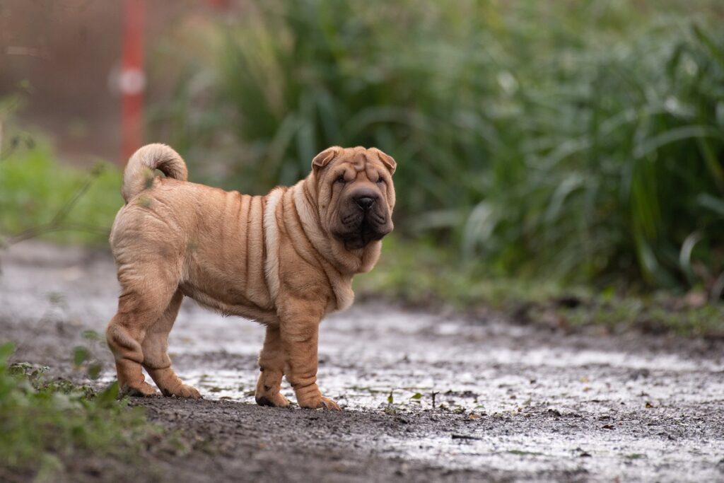 wrinkled face dog