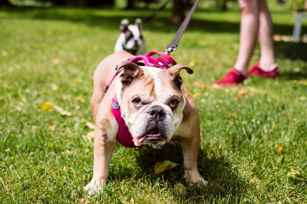 english Bulldog