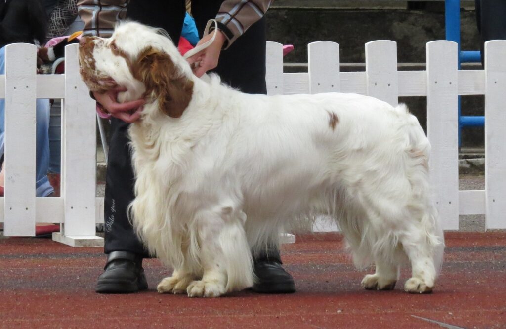 english Spaniel breeds