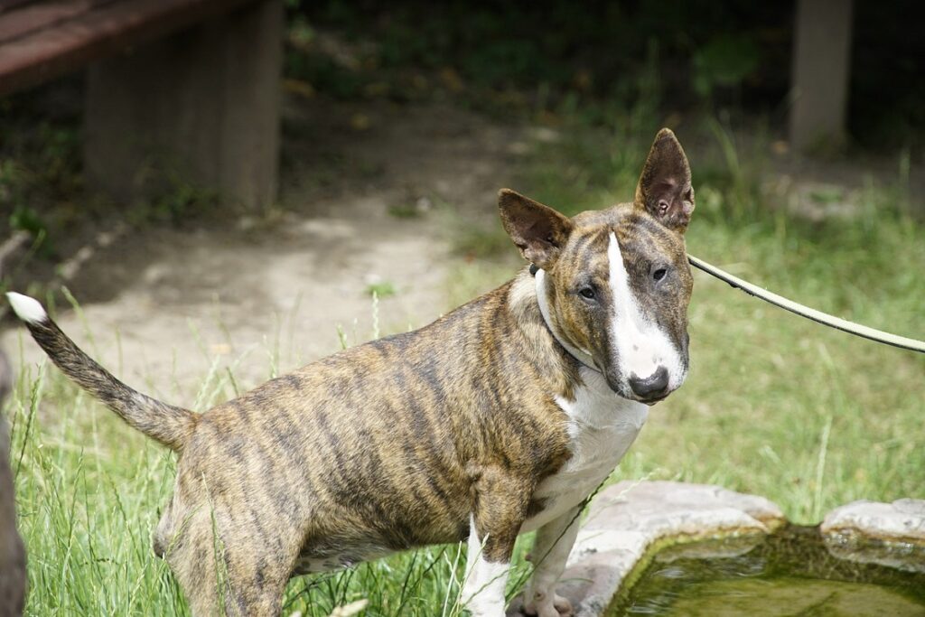 english dog breed