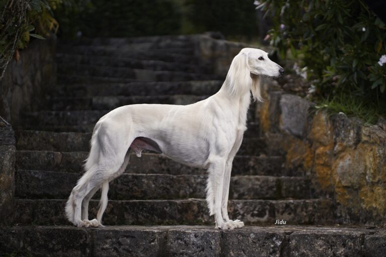 13 Oldest Dog Breeds - Some Existed For Thousands Of Years