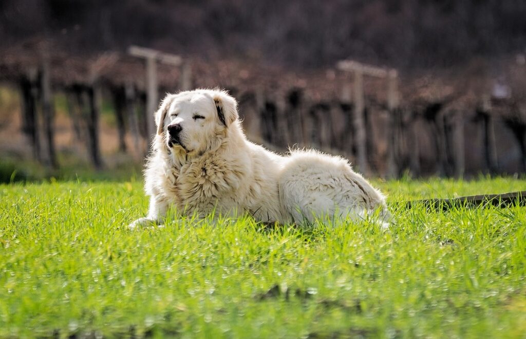 fluffy white dog breed