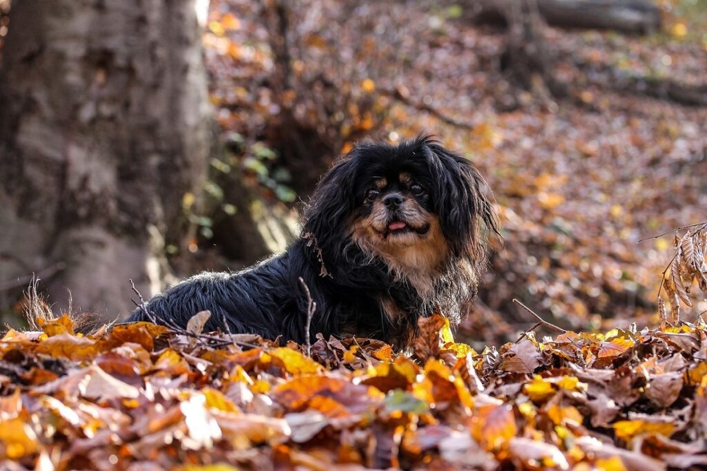 gentle dog breeds