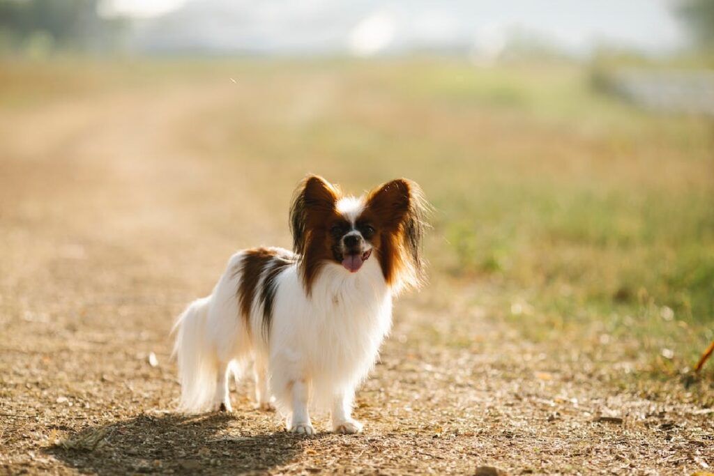 Top dog breeds for first sales time owners