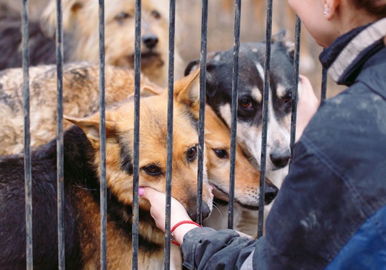 how many animals euthanized each year