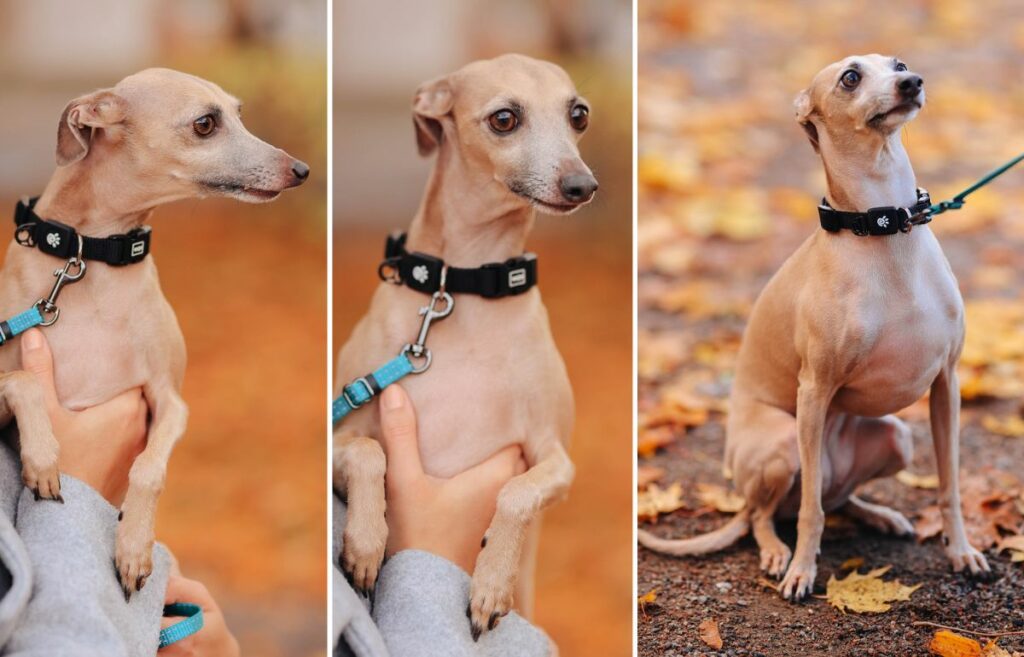 Designer Dog Collar for Italian Greyhound Poodle Whippet 