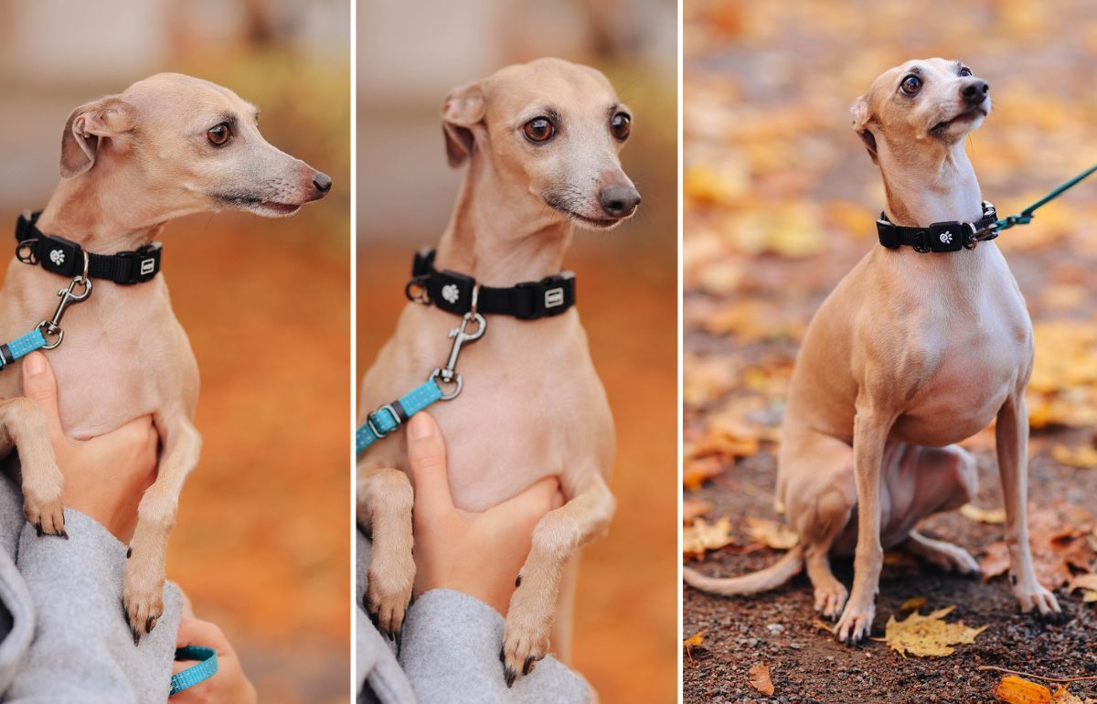 13 Beautiful Italian Dog Breeds You'll Fall In Love With