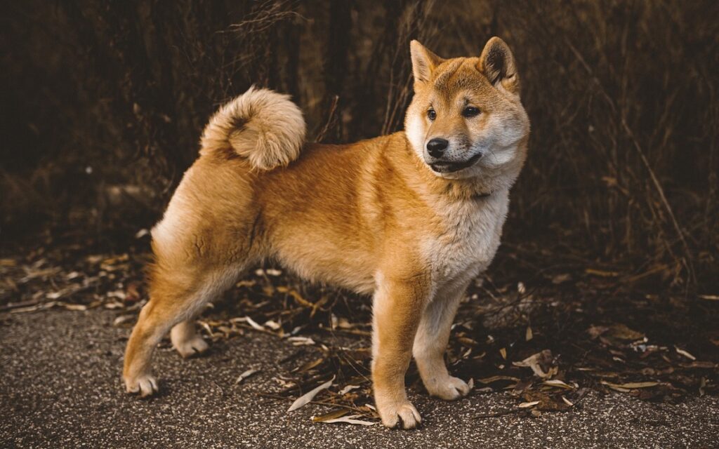 Japanese store fox dog