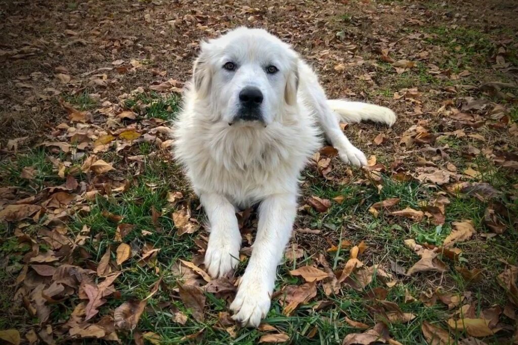 Great pyrenees hot sale lazy