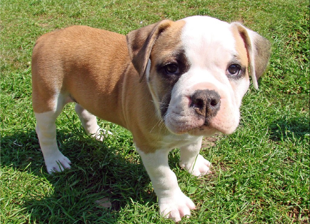 15 Different Types Of Bulldogs Exuding Loyalty & Cuteness!