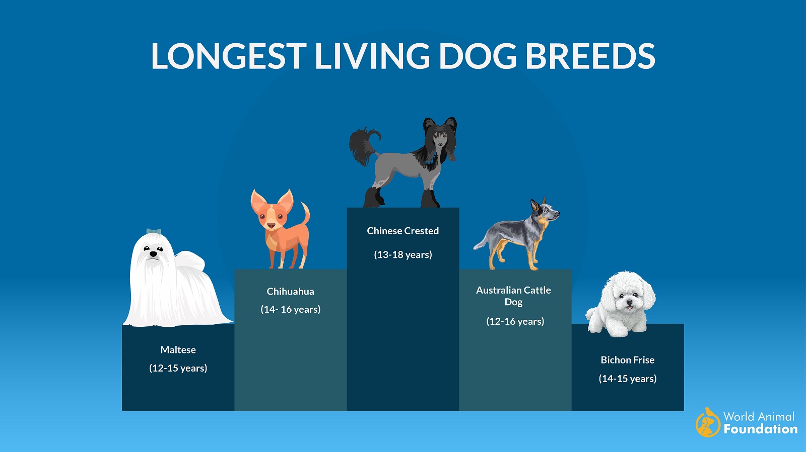 longest living dog breeds