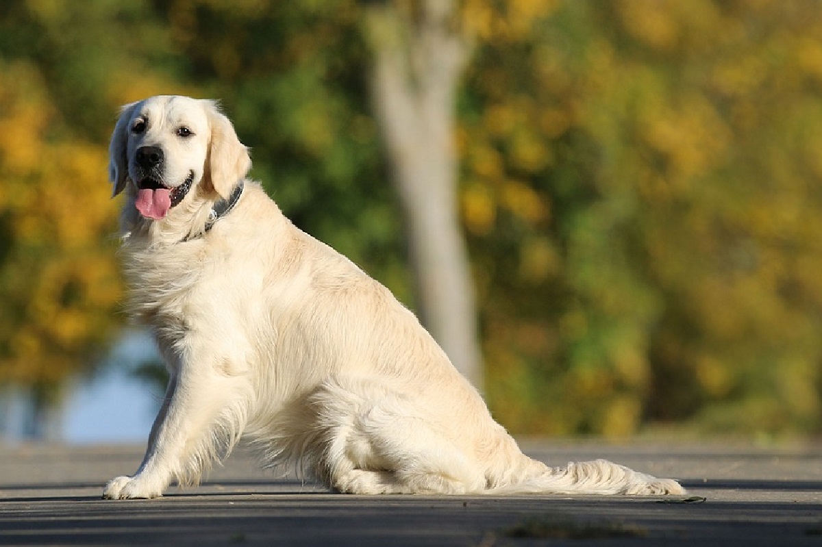 17 Most Loyal Dog Breeds That Define Loyalty And Devotion