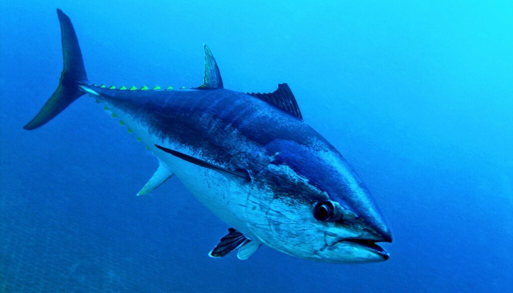 majestic Bluefin tuna