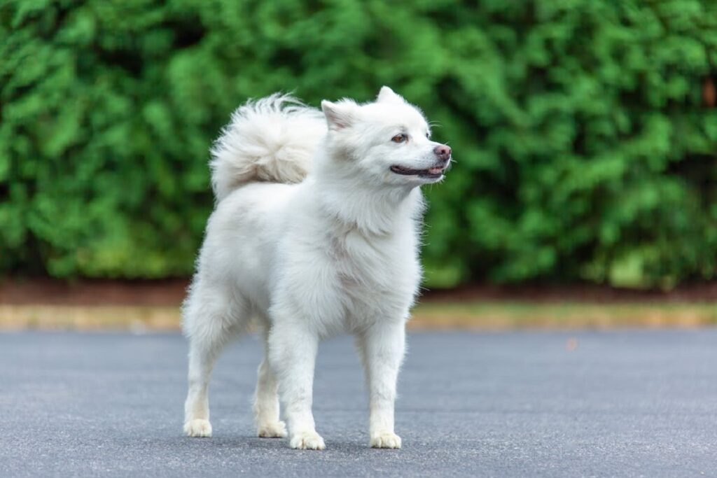 White medium sale size dog