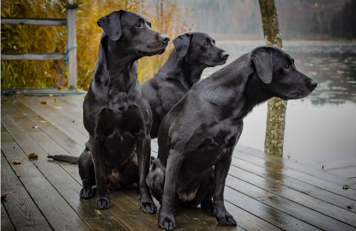 17 Most Loyal Dog Breeds That Define Loyalty And Devotion
