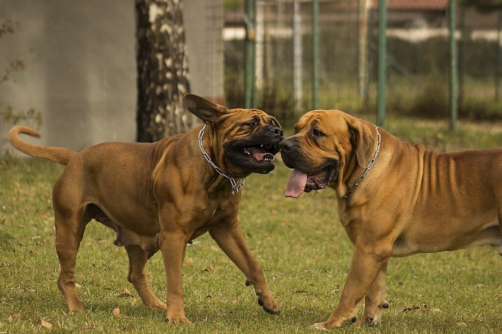 most peaceful dogs
