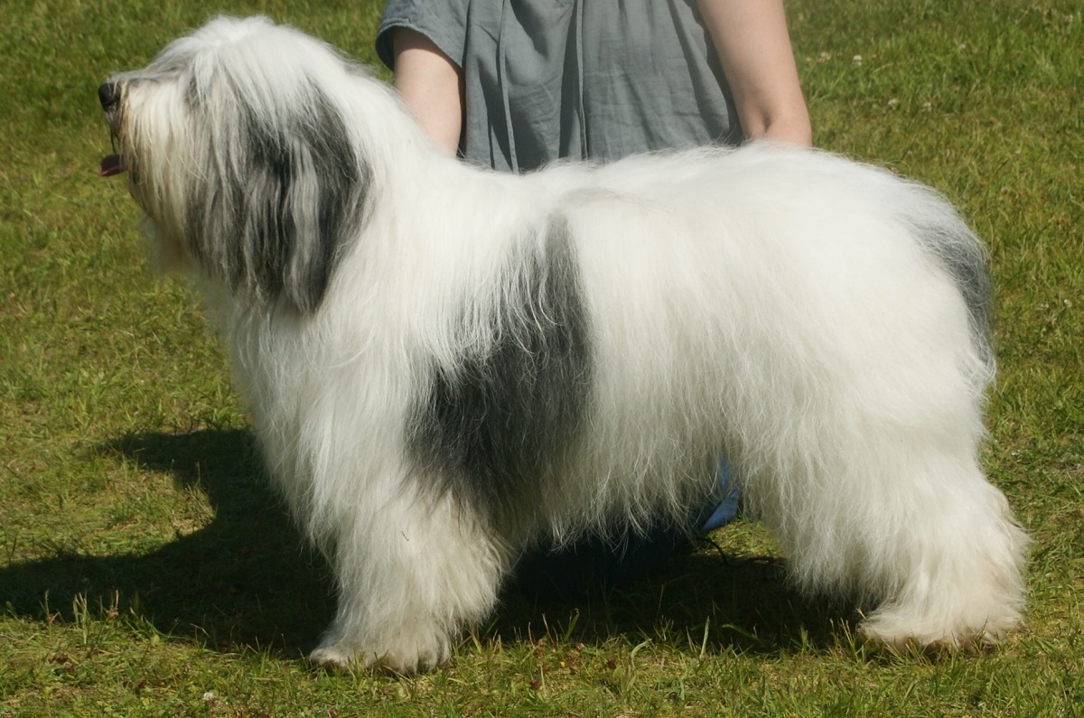 22 Rare Dog Breeds You Might Not Know About